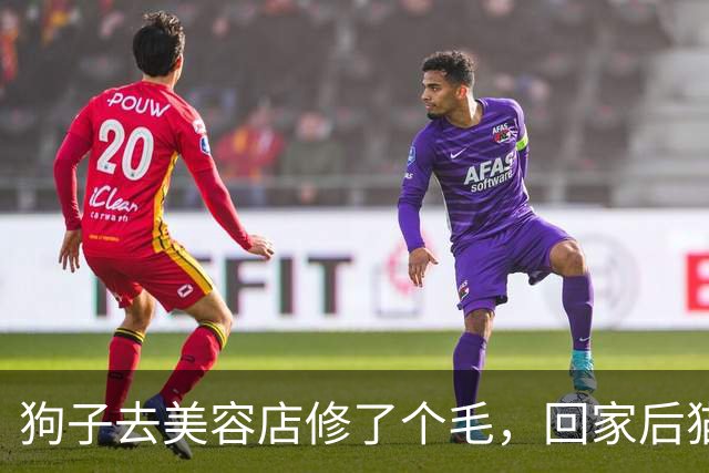 狗子去美容店修了个毛，回家后猫咪直接炸毛：这丑狗是谁？铲屎的，你接错狗了吧！